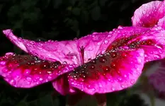 trpfn 1.webp