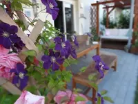 Garten3.webp