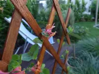 Garten4.webp