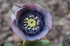 Blue Anemone.webp