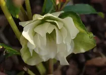 DSC08229.webp