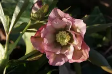 DSC08230.webp