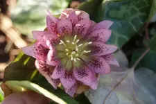 DSC08231.webp