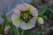 DSC08243.webp