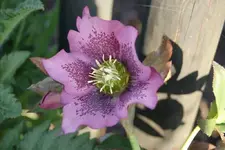 SP Mary Lou (1).webp