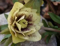 DSC08188.webp