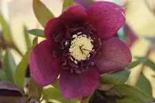 DSC08196.webp