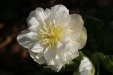 DSC08198.webp