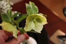 blume.webp