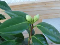 SAM_3284.webp