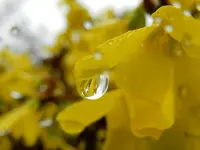 Forsythie_0022.webp