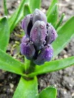 Hyazinthe_0007.webp