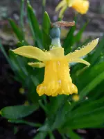 Osterglocken_0005.webp