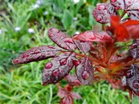 Rosenblätter_0001.webp