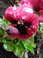 Stiefmütterchen_0002.webp