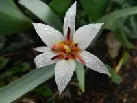 Tulpen_0009.webp