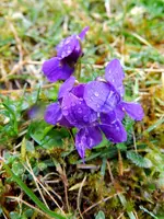 Veilchen_0013.webp