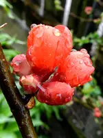 Zierquitte_0004.webp