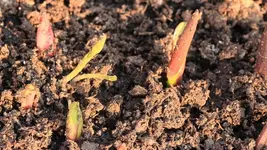 Lilien 140325.webp