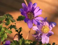 Anemone blanda 140325.webp