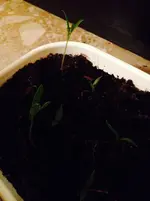 image.webp image.webp