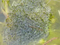 Froschlaich.webp