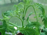 Knospen.webp
