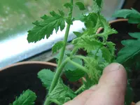 Knospen (2).webp