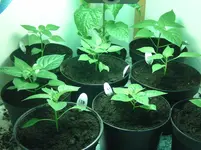 Growbox.webp