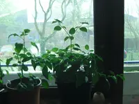 Rocoto.webp