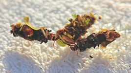 Köcherfliegenlarven2_1024.webp
