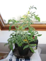 IMG_2137a.webp