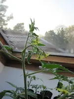 IMG_2139a.webp
