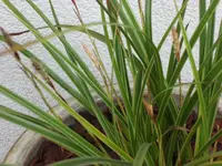SAM_3287.webp