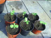 sONNENBLUMEN VORHER.webp
