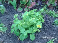 Blüten.webp