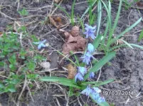Blüten (2).webp