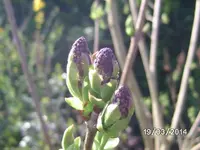 Blüten (3).webp