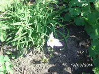 Andenknofi.webp