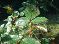 Rose.webp