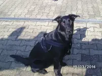Anka (3).webp