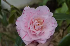 _DSC4805.webp