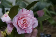 _DSC4804.webp