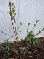 2014-03-26 Garten - Flieder Mitte.webp