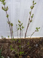 2014-03-26 Garten - Flieder Rechts.webp