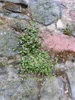 CIMG7103.webp