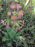 IMG_4587A.webp