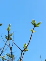 Fliederknospen_0010.webp