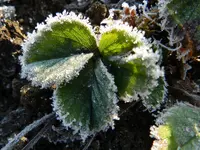 Erdbeerblätter_0016.webp