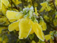 Forsythie_0002.webp